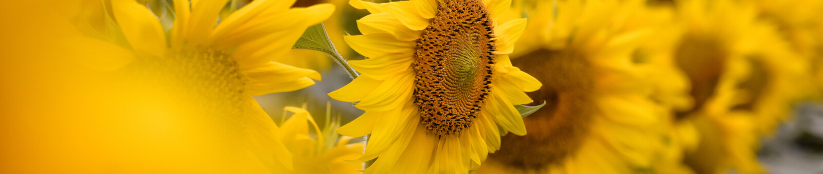     sunflower Burgenland 
